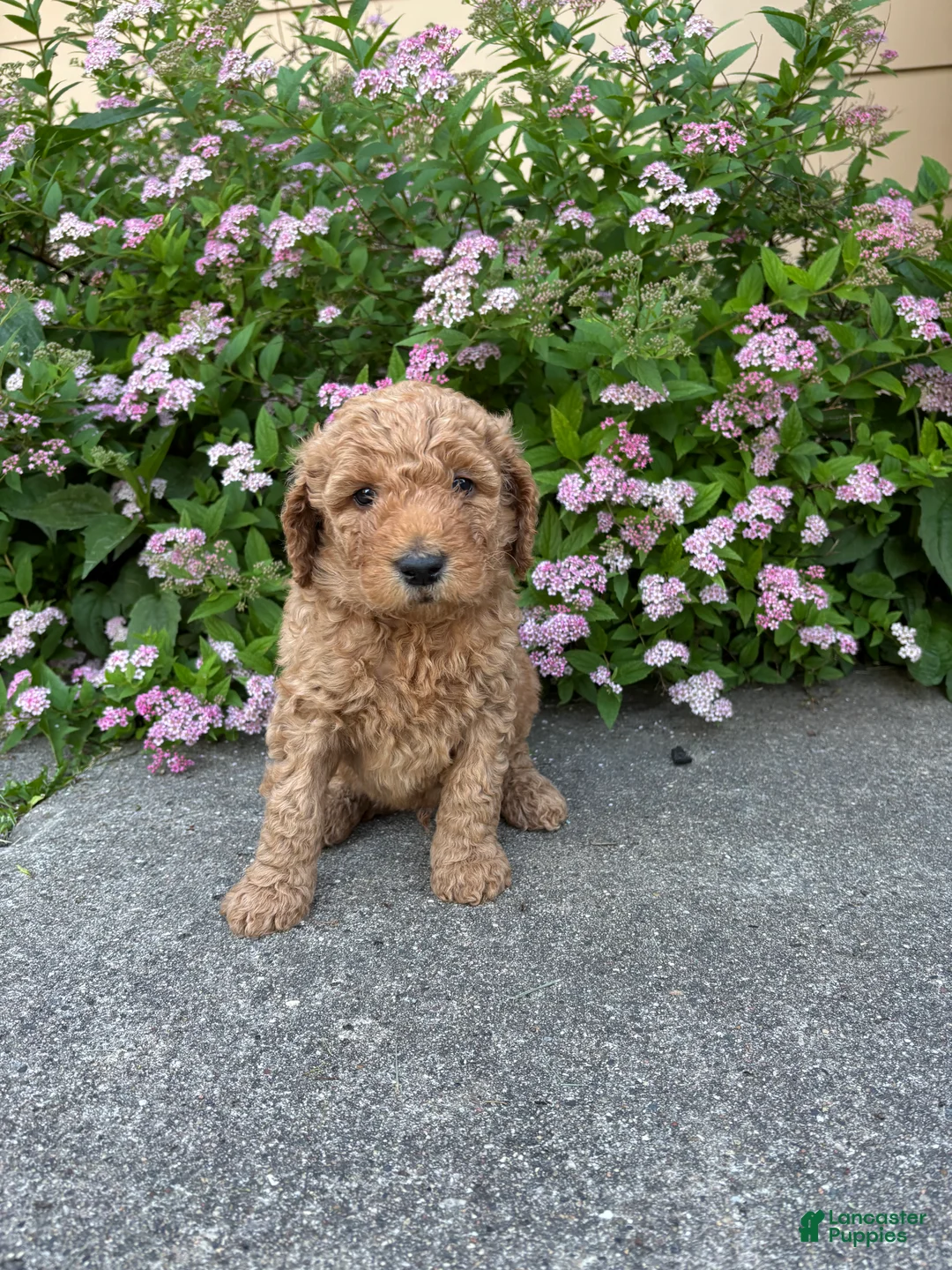 Goldendoodle dogs for sale: Red- Goldendoodle Puppy 1 - Ad 1