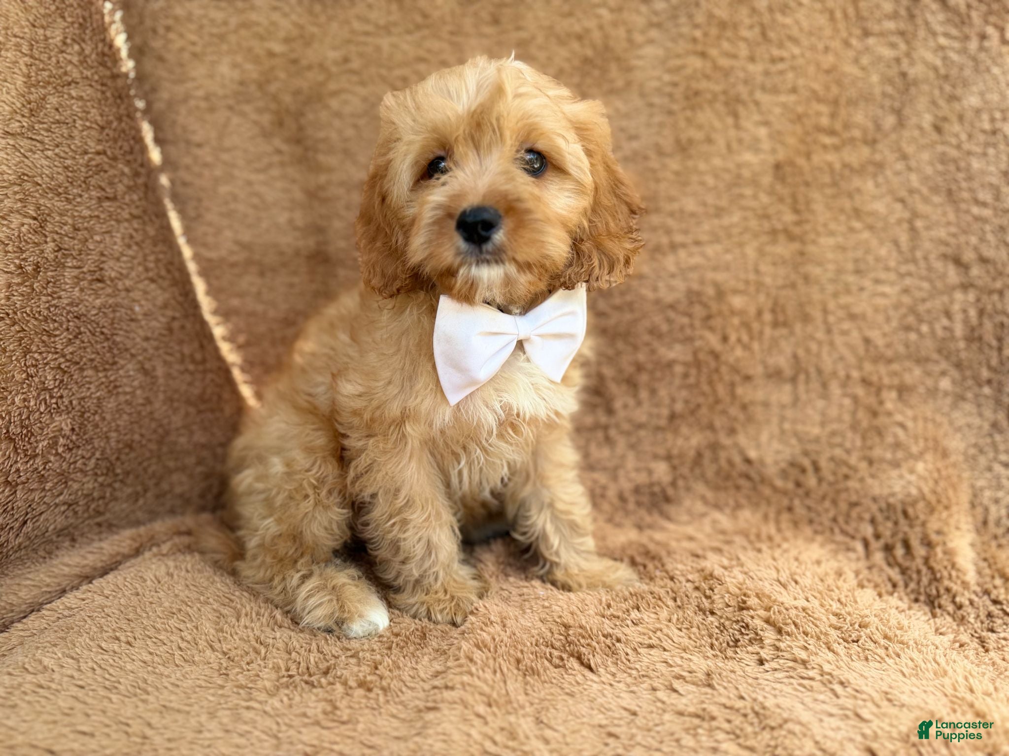 Cavapoo dogs Crook - Ad 2