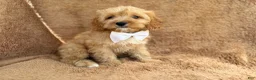 Cavapoo dogs for sale: Crook - Ad 3