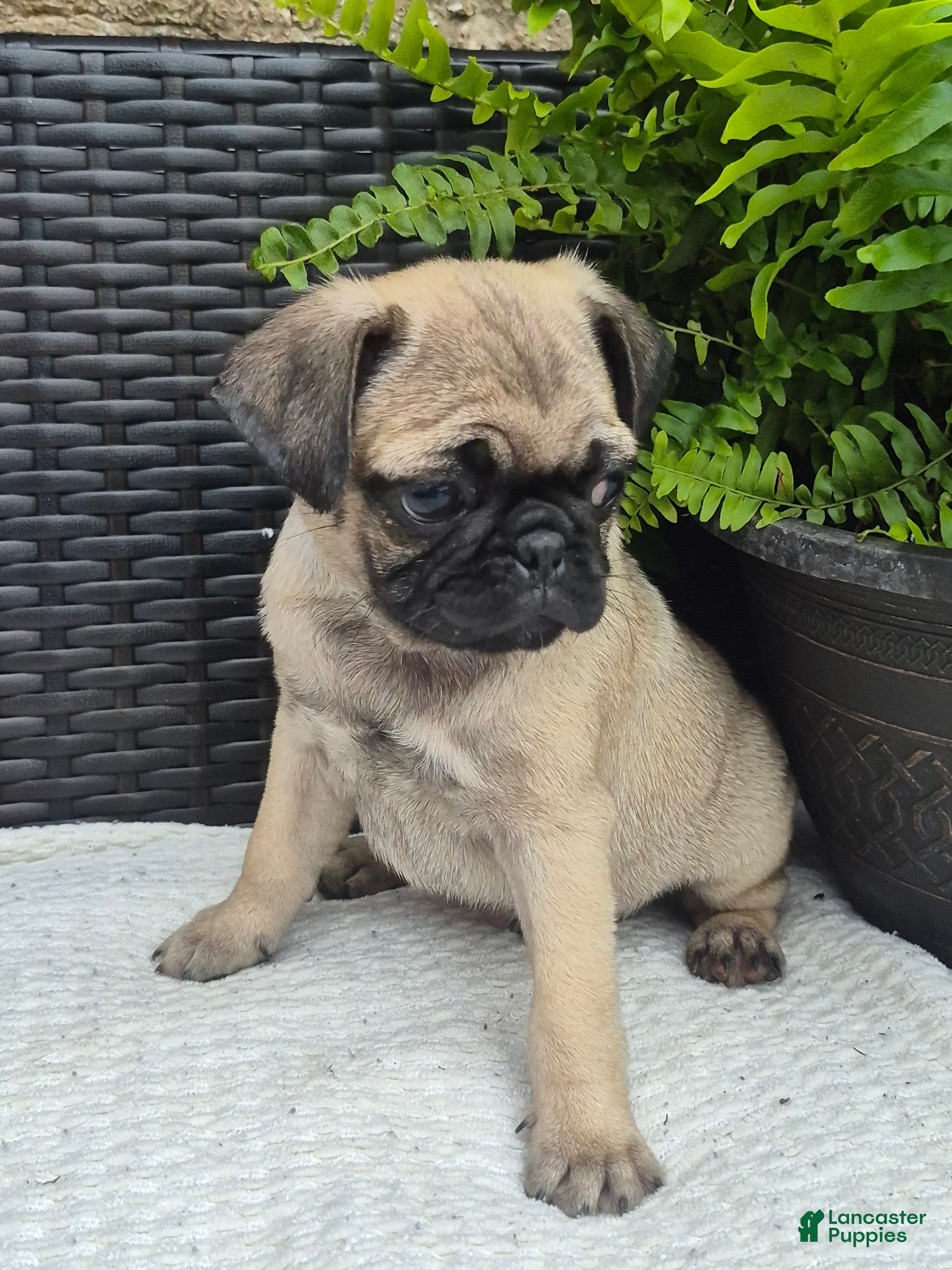 Pug dogs Cedar - Ad 1