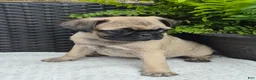 Pug dogs for sale: Cedar - Ad 1
