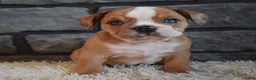 Mixed Breed dogs for sale: Bonnie  - Ad 2