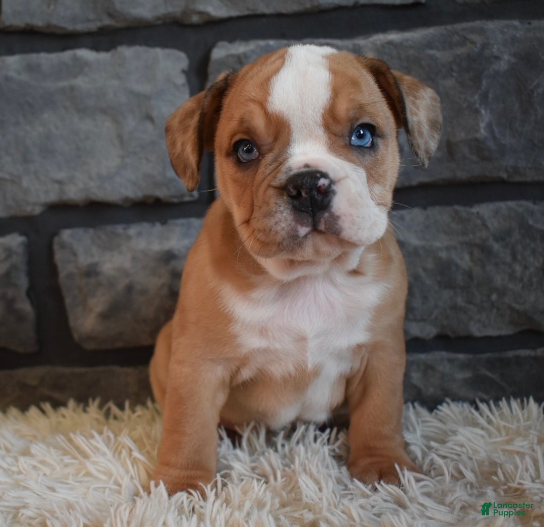 Mixed Breed dogs for sale: Bonnie  - Ad 2