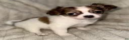 Chihuahua dogs for sale: Cookie - Ad 2