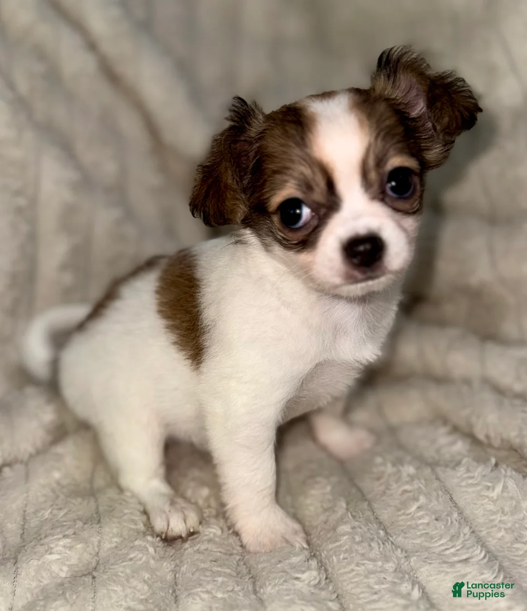 Chihuahua dogs for sale: Cookie - Ad 2