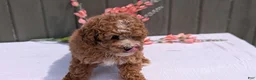 Miniature Poodle dogs for sale: Ruby - Ad 8