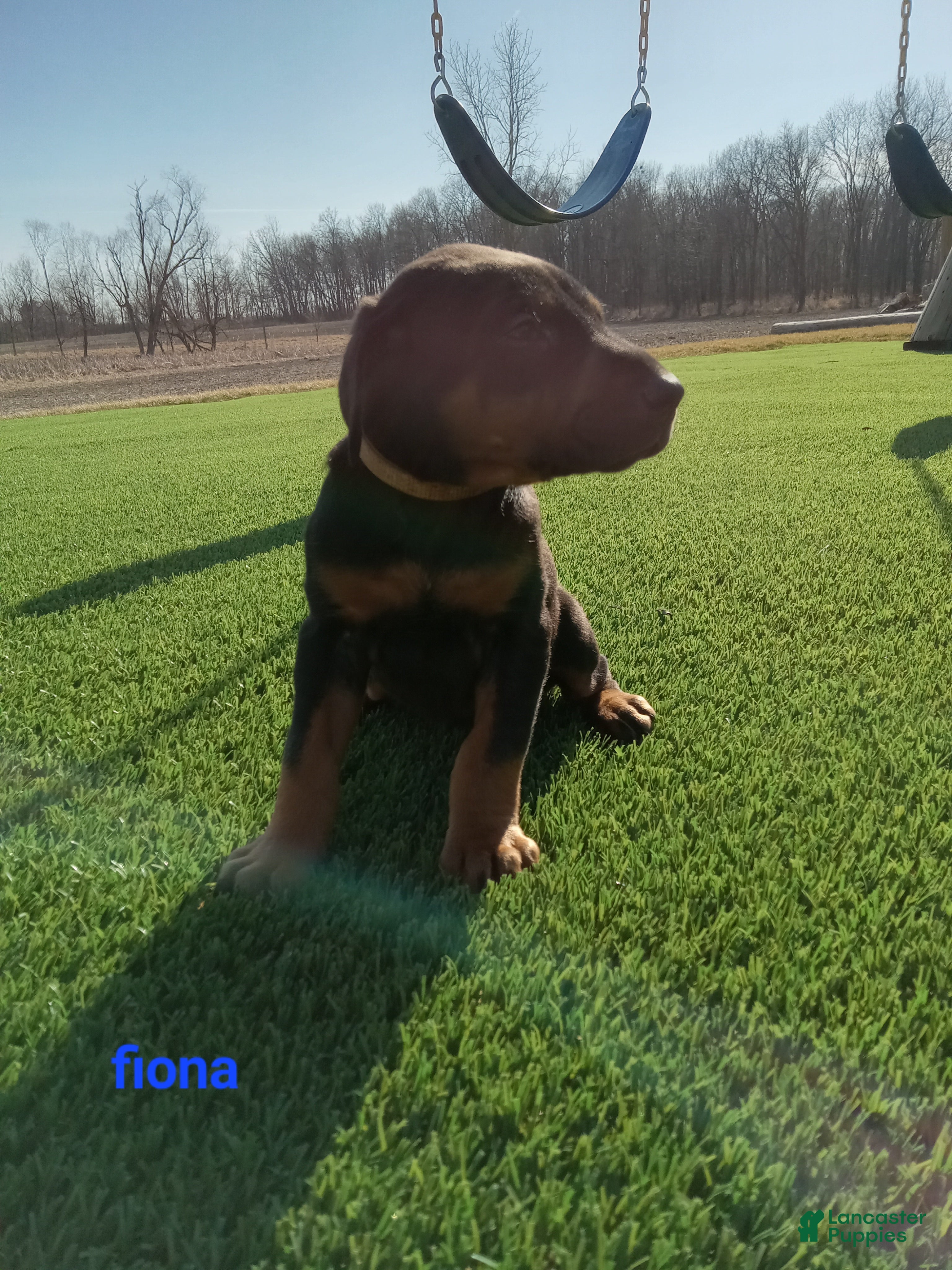 Doberman Pinscher dogs Fiona - Ad 1