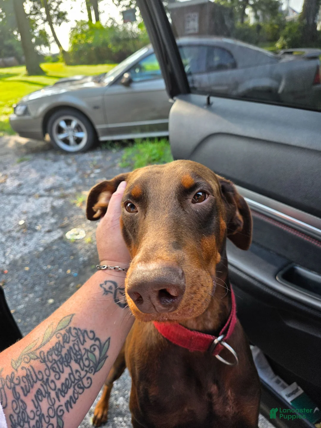 Doberman Pinscher dogs for stud: Stud red Doberman  - Ad 1