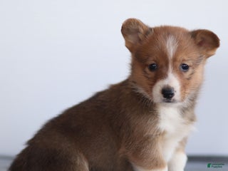 Welsh Corgi Pembroke dogs for sale: Kyler Welsh Corgi Pembroke - Ad 3