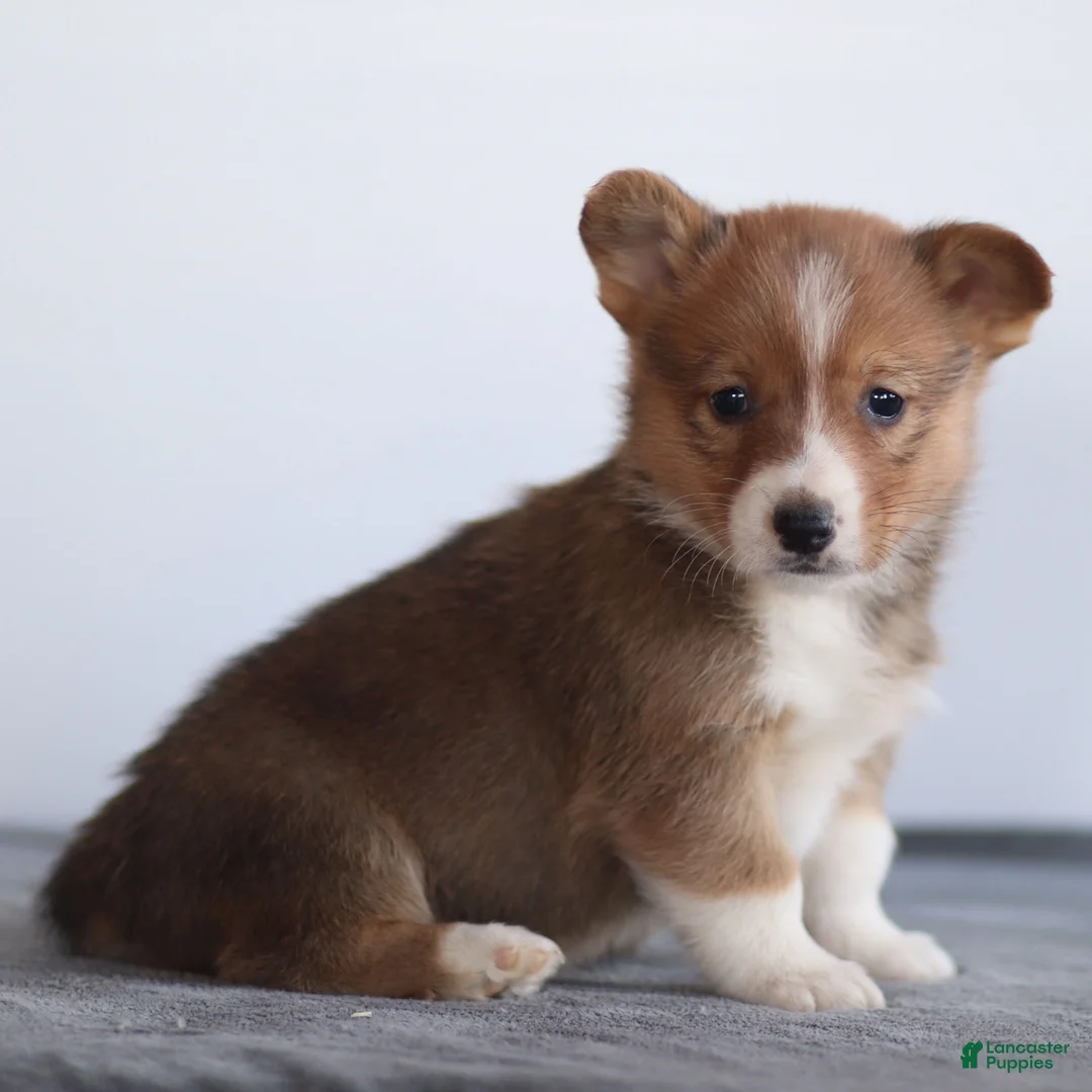 Welsh Corgi Pembroke dogs for sale: Kyler Welsh Corgi Pembroke - Ad 15
