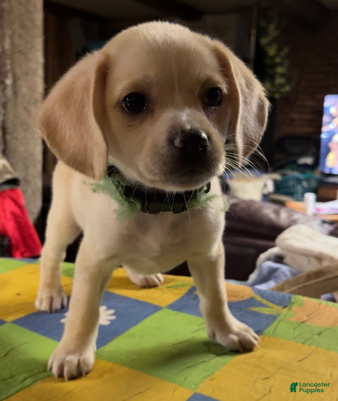 Watertown Ny Jefferson County Dog Pound Chiweenie Puppies For Sale