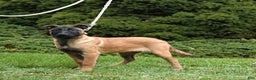 Belgian Malinois dogs for sale: Pearl  - Ad 8