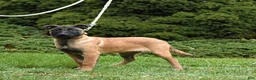 Belgian Malinois dogs for sale: Pearl  - Ad 8