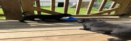 Labrador Retriever dogs for sale: Patriot  - Ad 6