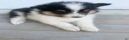 Shetland Sheepdog dogs for sale: Neesha - Ad 4