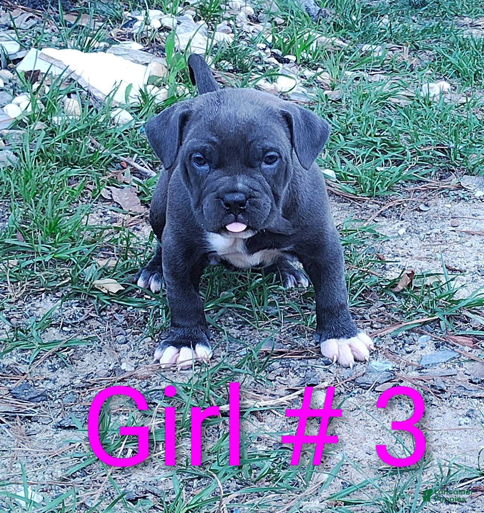 American Bully dogs American Bully Puppy 3 - Ad 29