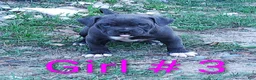 American Bully dogs for sale: American Bully Puppy 3 - Ad 1