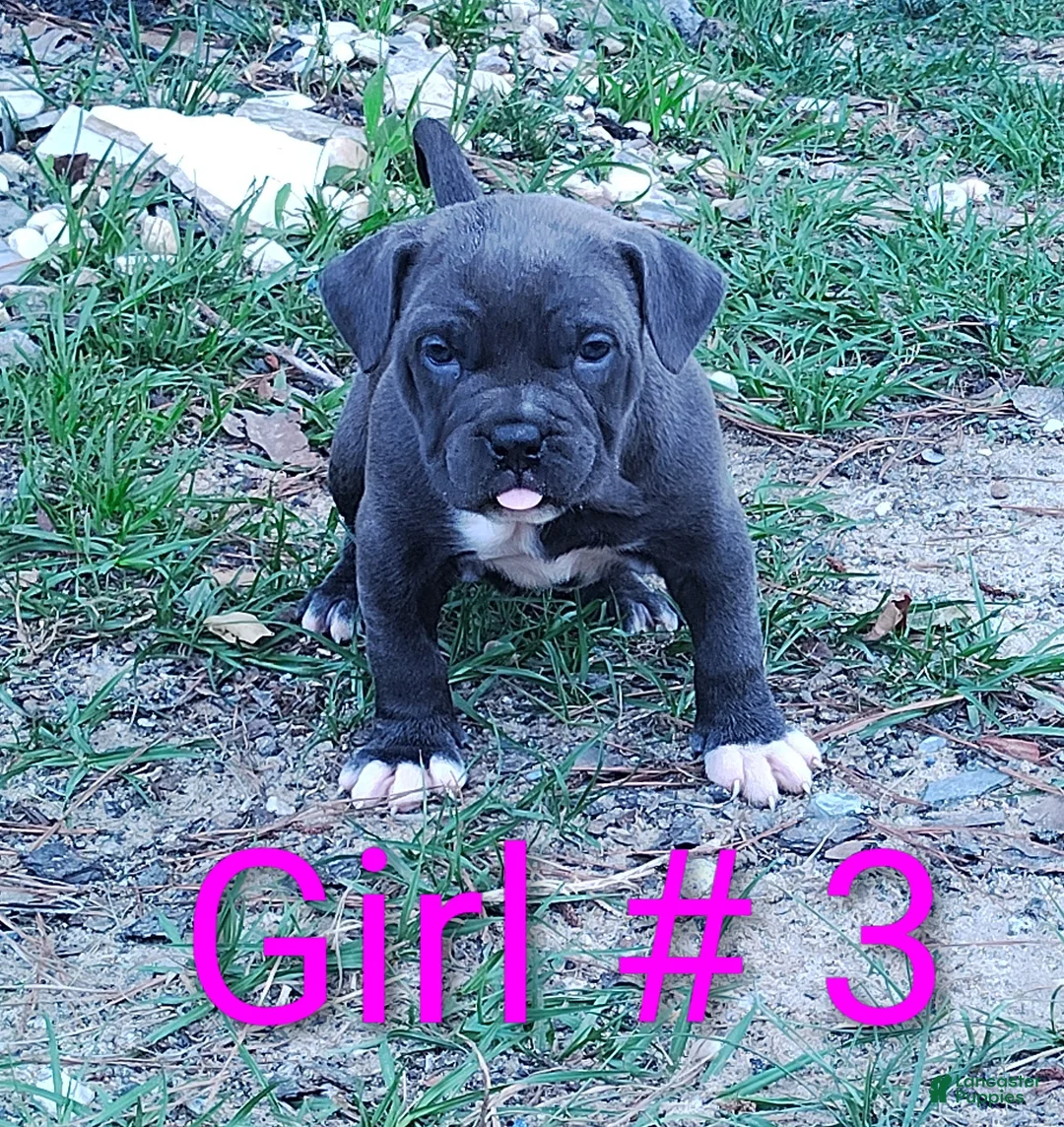 American Bully dogs for sale: American Bully Puppy 3 - Ad 1