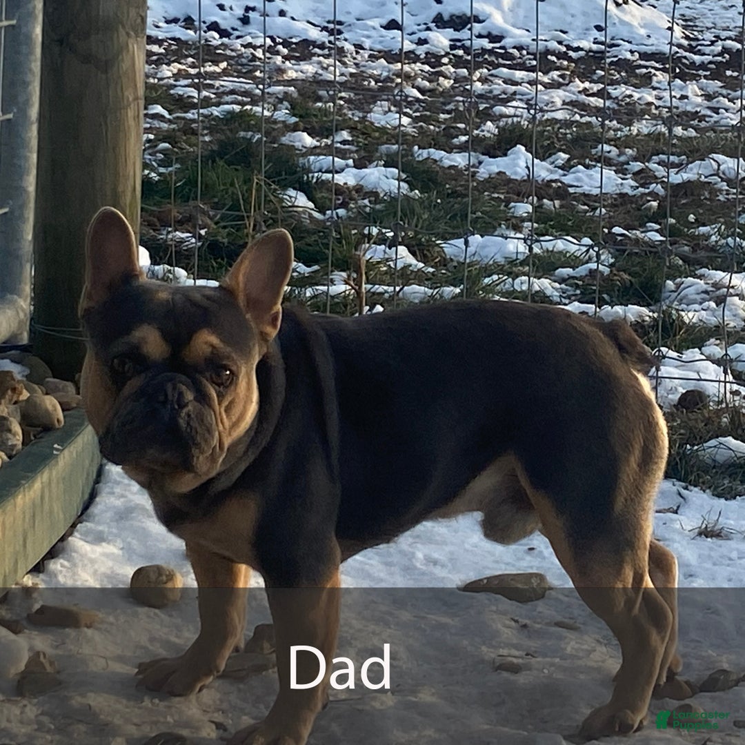 French Bulldog dogs for sale: Maggie - Ad 12