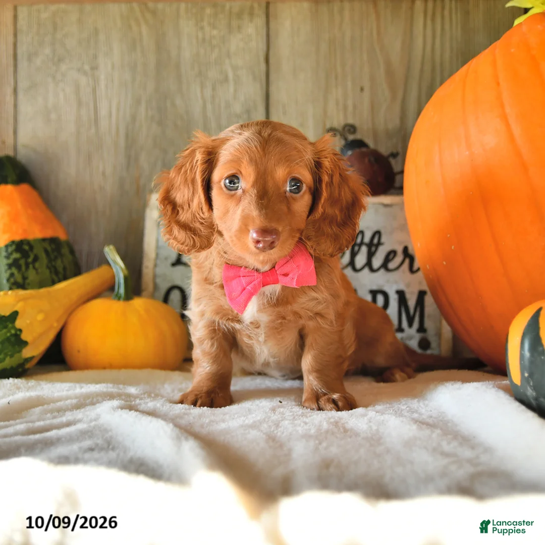 Dachshund dogs for sale: Pumpkin - Ad 1
