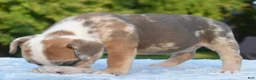 Mixed Breed dogs for sale: Willow mini bulldog hybrid  - Ad 5