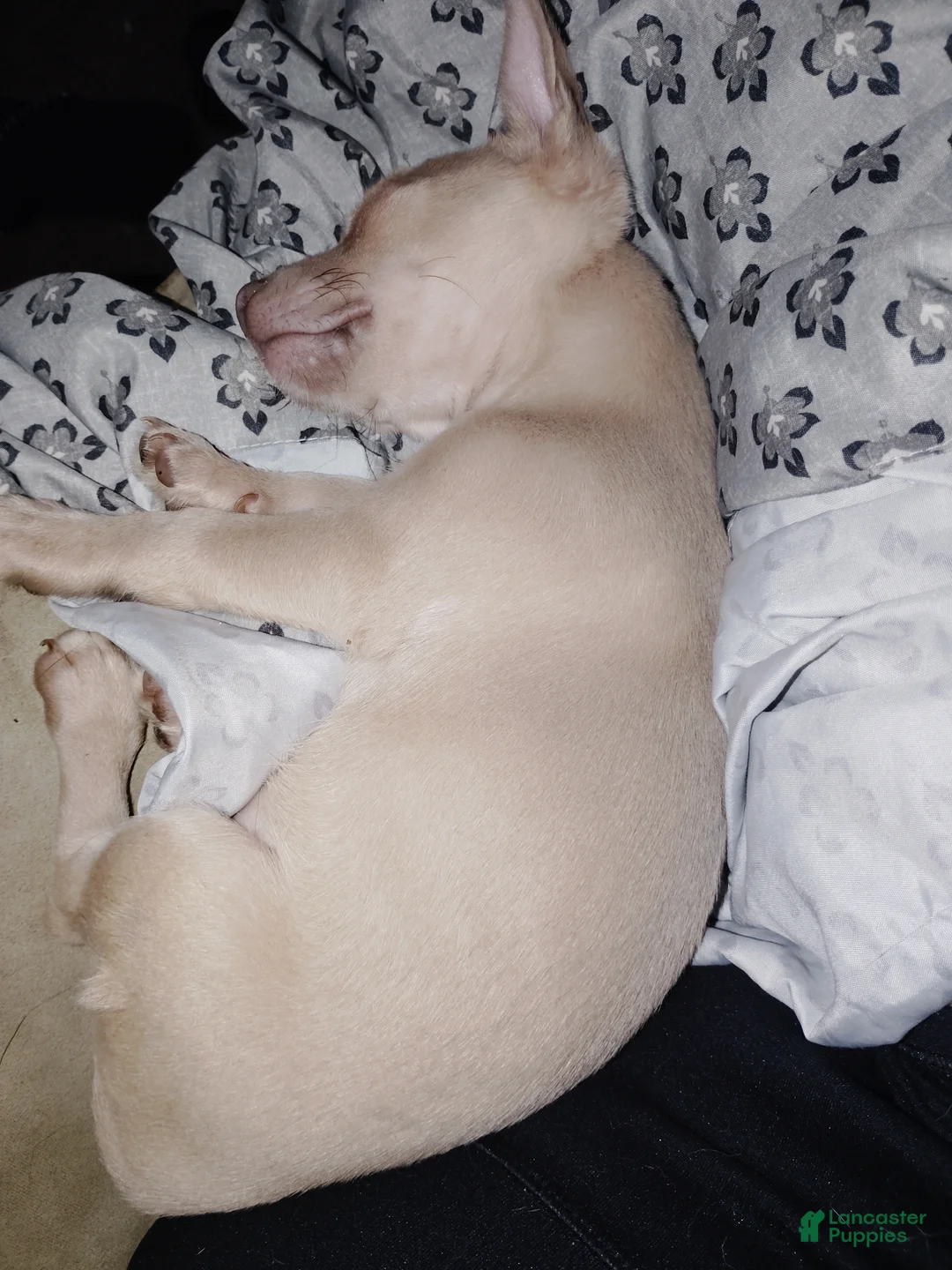 Chihuahua dogs for sale: Chihuahua 8 - Ad 2