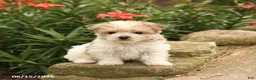 Morkie dogs for sale: Fudge - Ad 3