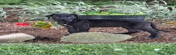 Great Dane dogs for sale: Pam Great Dane  - Ad 15