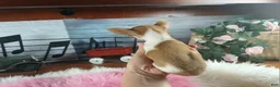 Chihuahua dogs for sale: Micro teacup white fawn girl. Hand Delivery  - Ad 9