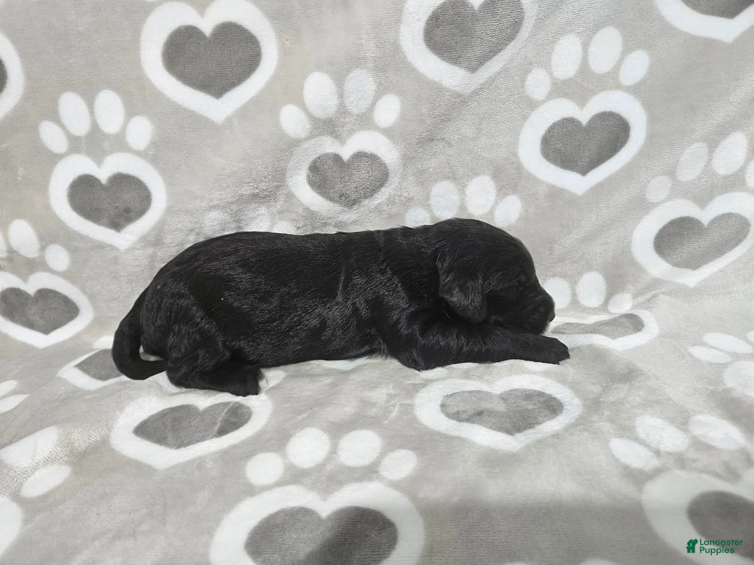 Goldendoodle dogs for sale: F1 ButterBean - Ad 2