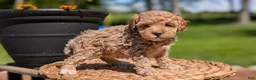 Miniature Poodle dogs for sale: Mya - Ad 7