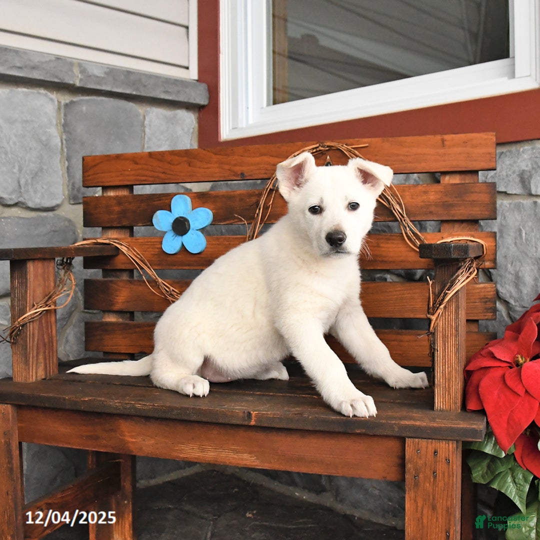 German Shepherd dogs for sale: Missie - Ad 5