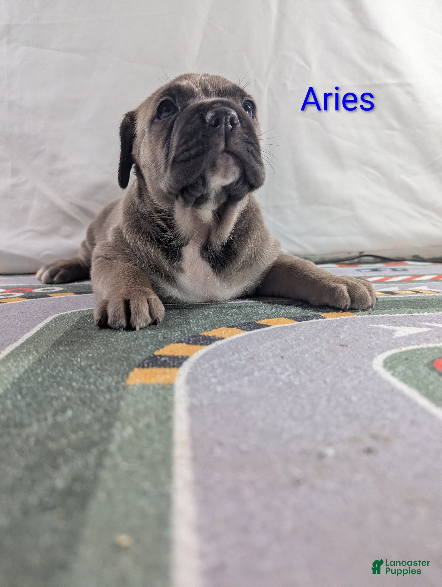 Cane Corso dogs for sale: Pluto  - Ad 11