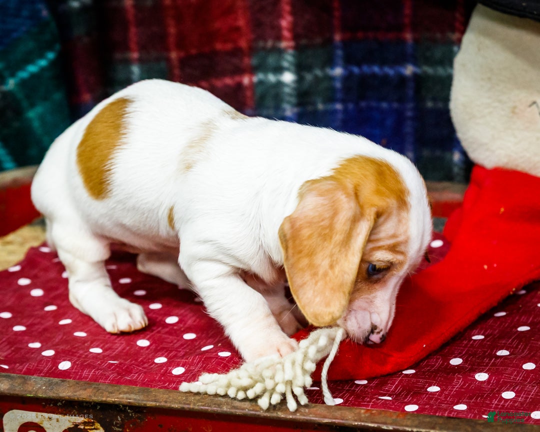Miniature Dachshund dogs for sale: Sadie - Ad 5