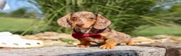 Miniature Dachshund dogs for sale: Buddy - Ad 10