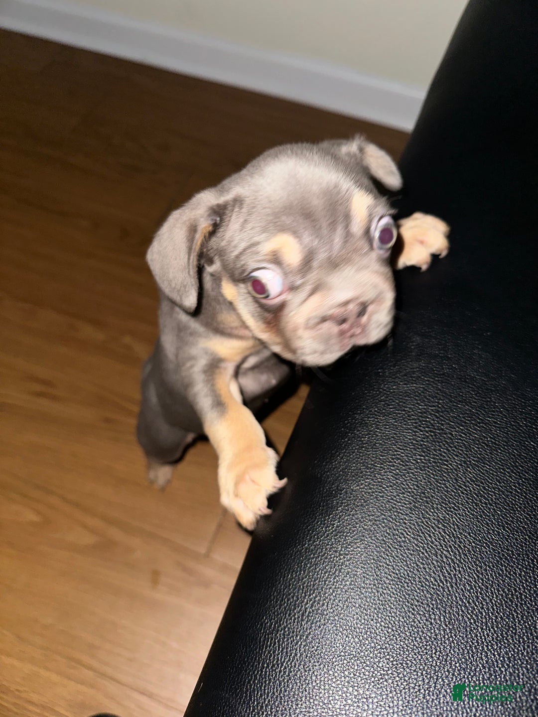 French Bulldog dogs for sale: French Bulldog Puppy 1 - Ad 4