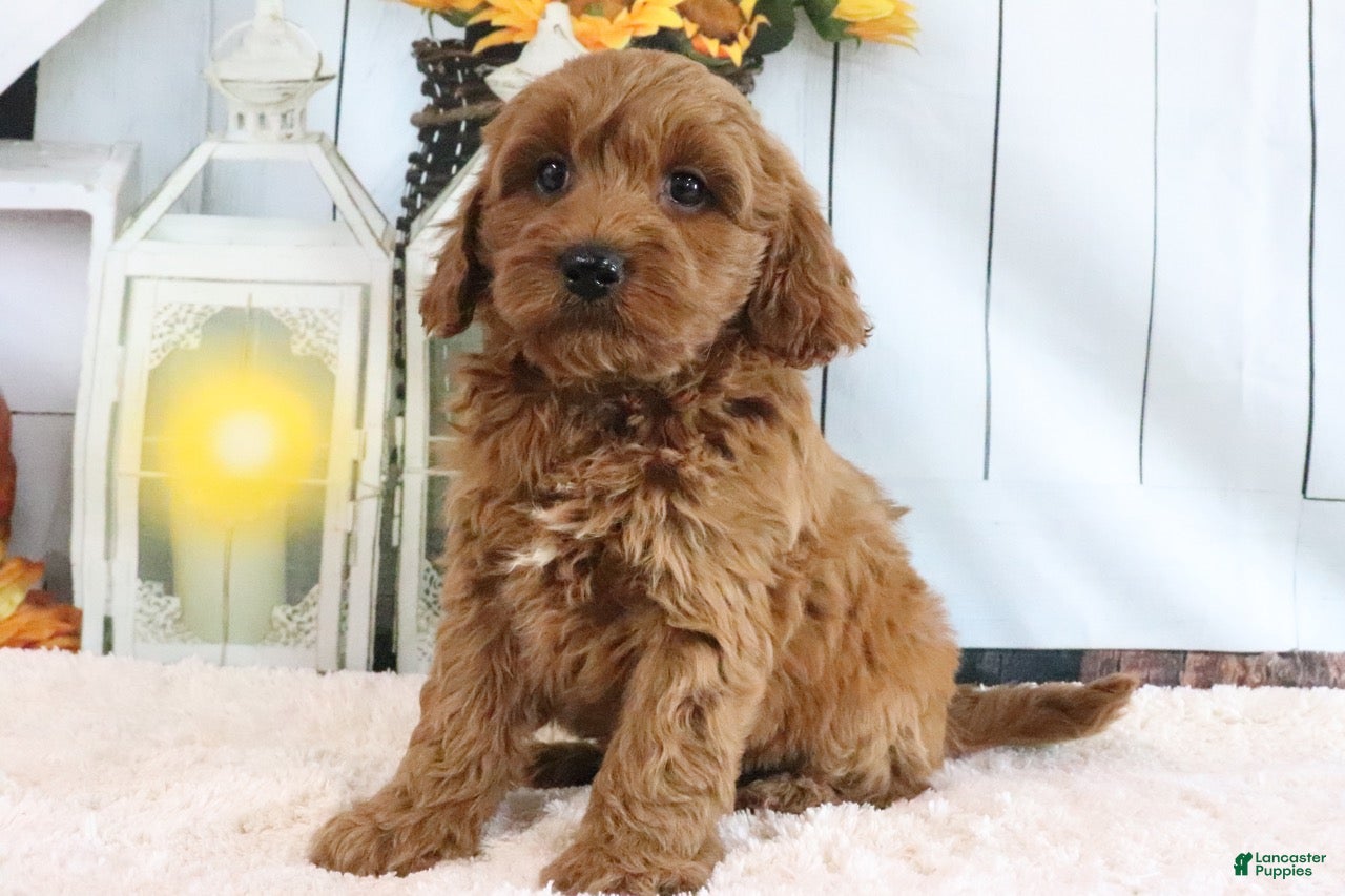 Mini Goldendoodle dogs Mason - Ad 1