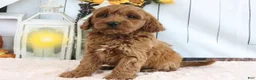 Mini Goldendoodle dogs for sale: Mason - Ad 1