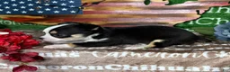 Chihuahua dogs for sale: Jethro Black Tricolor Short Coat - Ad 7