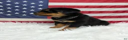 Rottweiler dogs for sale: Rocky - Ad 6