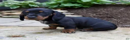 Miniature Dachshund dogs for sale: Gage - Ad 3
