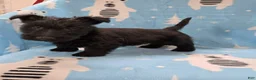 Scottish Terrier dogs for sale: Murrey - Ad 3