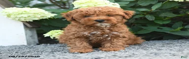 Winnie