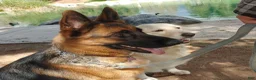 German Shepherd dogs for sale: Betty - Ad 16