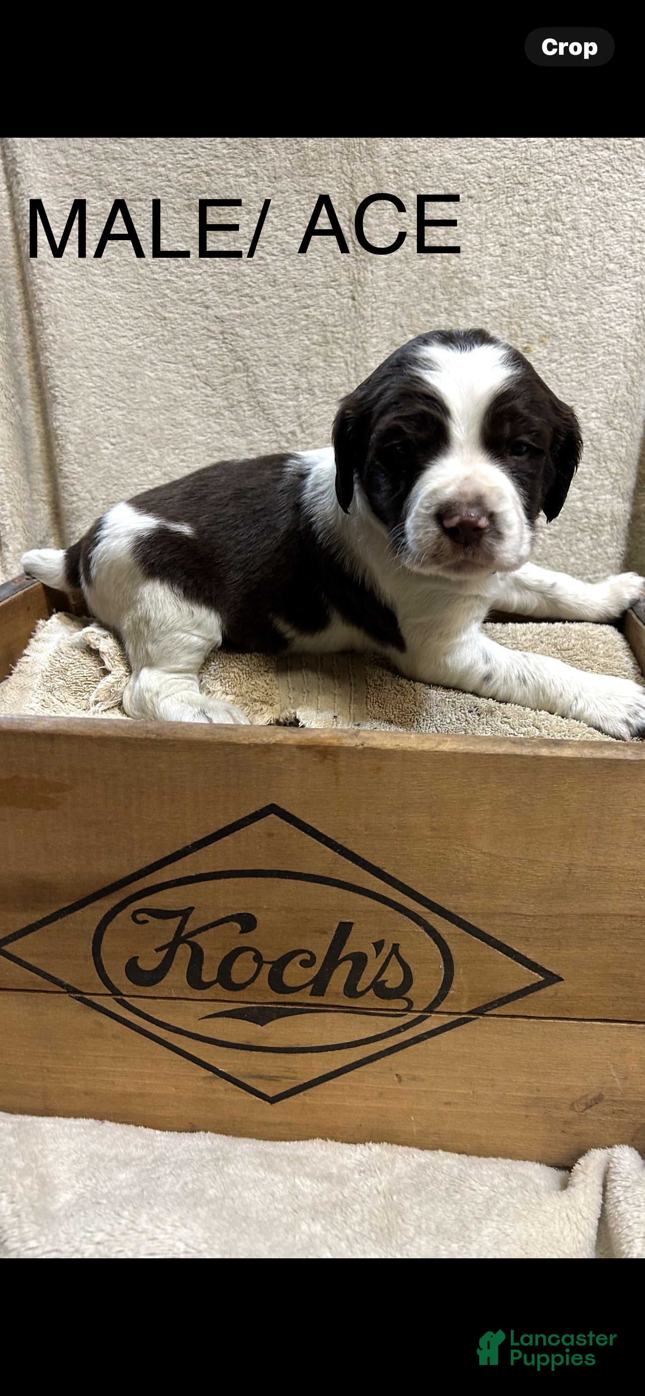 English Springer Spaniel dogs English Springer Spaniel Puppy 5 - Ad 9