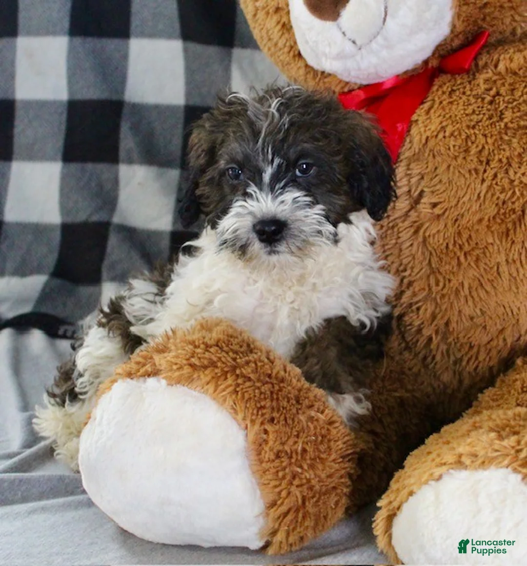 Mixed Breed dogs for sale: Bentley - Ad 5