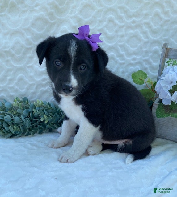 Border Collie dogs Polly - Ad 2