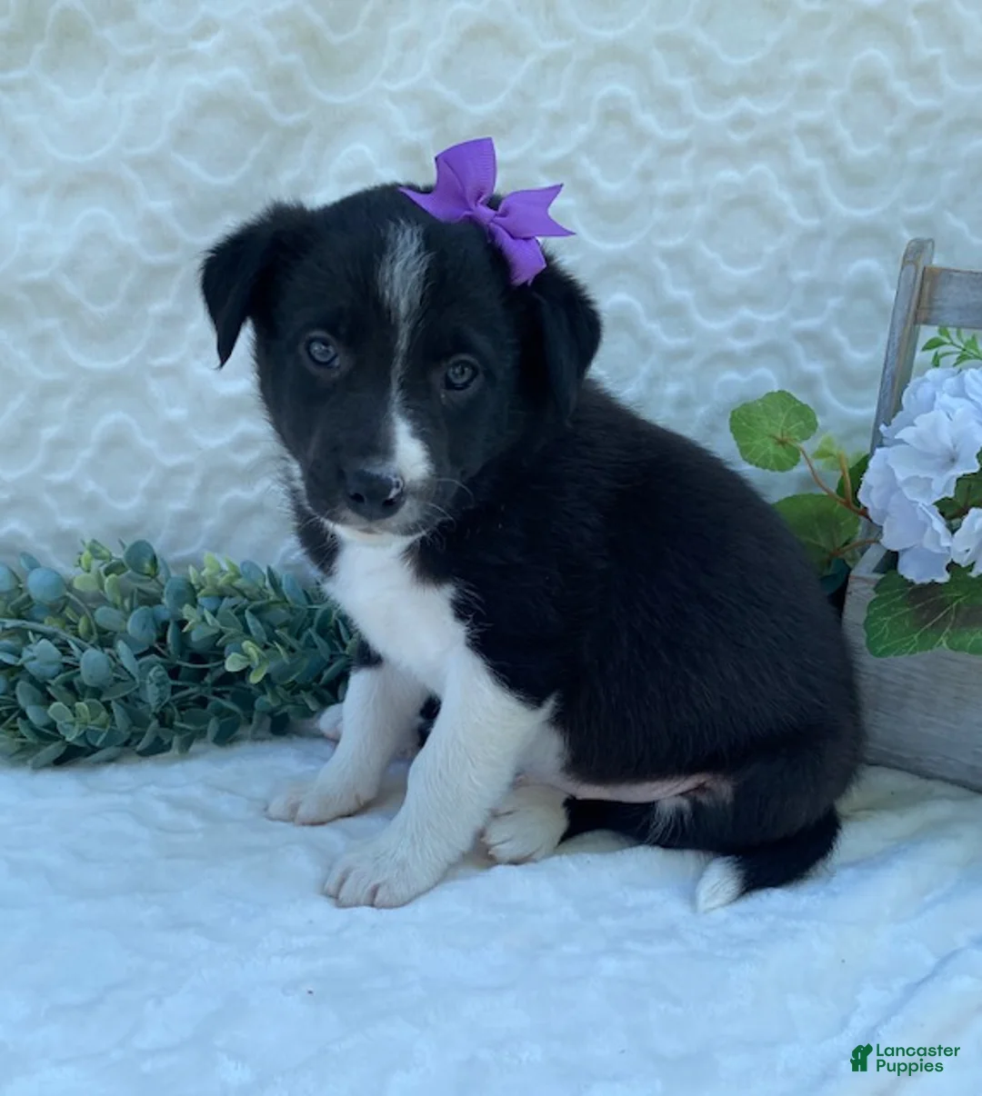 Border Collie dogs for sale: Polly - Ad 2
