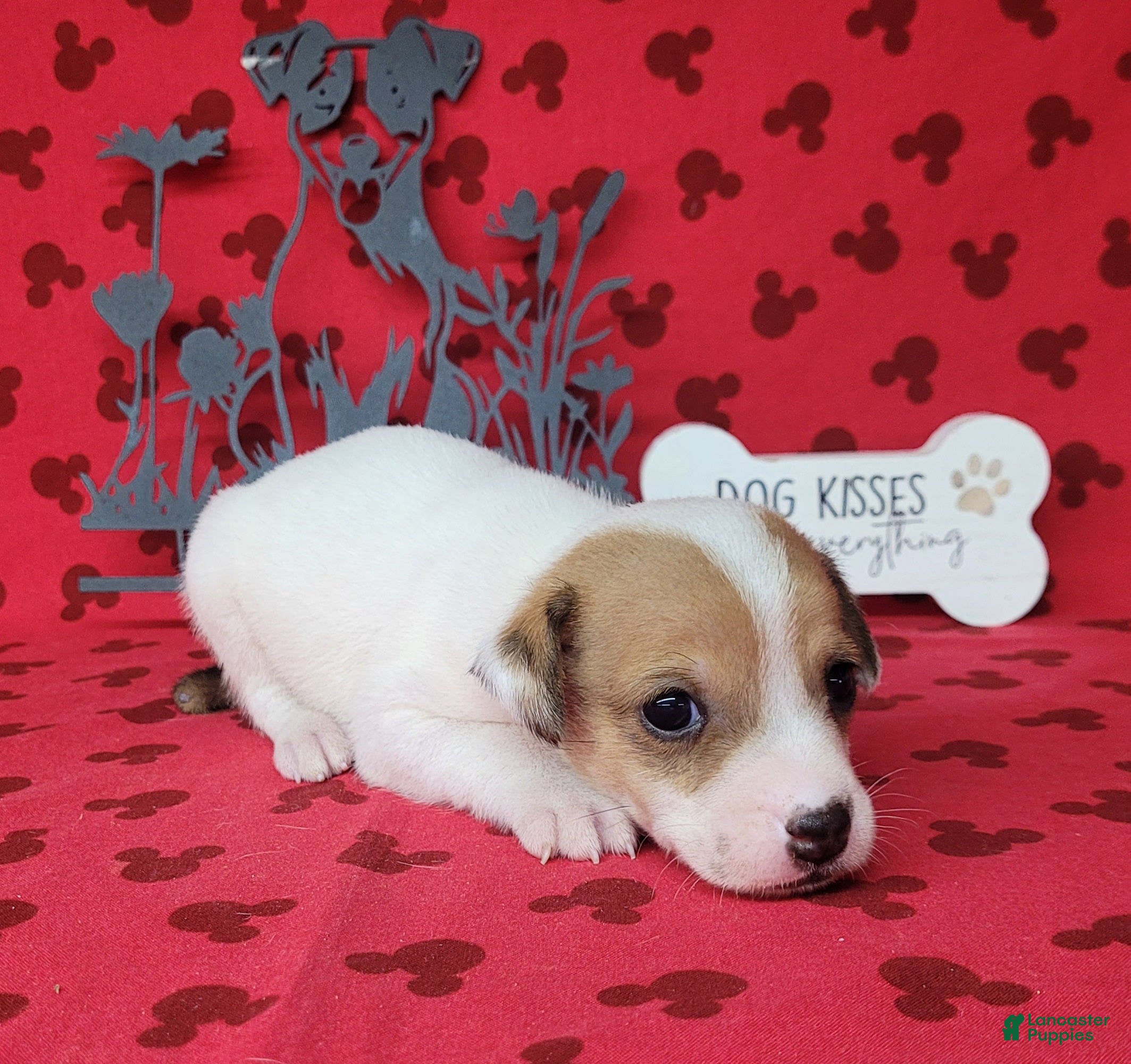 Jack Russell Terrier dogs CKC Thor *Delivery Available* - Ad 2