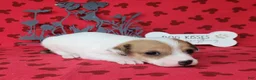 Jack Russell Terrier dogs for sale: CKC Thor *Delivery Available* - Ad 2